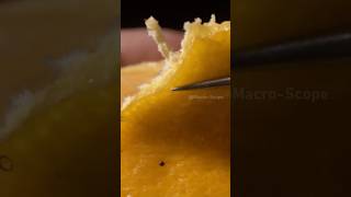 Tangerine Peeling Closeup Macro ASMR [upl. by Mandych]