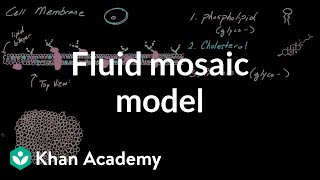 Cell membrane overview and fluid mosaic model  Cells  MCAT  Khan Academy [upl. by Reiko]