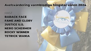 Avelsvärdering varmblod  Våren 2024  Solvalla [upl. by Jerrylee]