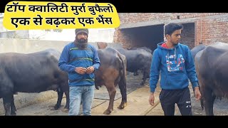 sunil tosham 3 murrah buffallo for sell  murrah buffallo video buffalovideo cow buffelo [upl. by Feliza]