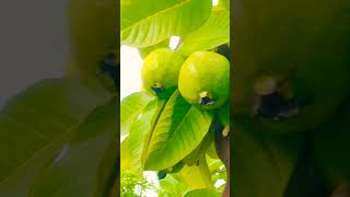 GUAVA new sision started l guava tropicalfruit mango guavatree fruit freshguava fruitcrops [upl. by Yruj]