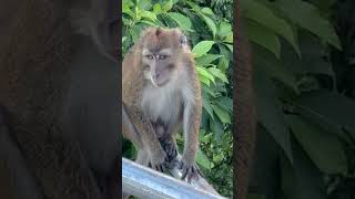 monkey business taalvolcano tagaytay [upl. by Deste]