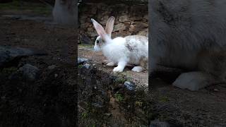 Rabbit my rabbit animal cute rebbit [upl. by Herold]