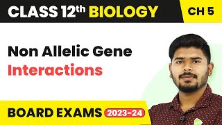 Non Allelic Gene Interactions  Principles of Inheritance and Variation  Class 12 202223 [upl. by Llerdnod]