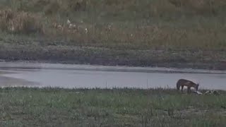 CIGÜEÑA BLANCA REMATADA POR ZORRO  Parque Nacional de las Tablas de Daimiel Ciudad Real España [upl. by Channa]