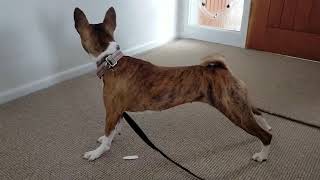 Basenji stretching [upl. by Bowne410]