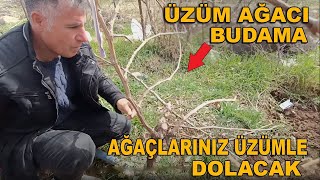 En iyi kolay Üzüm bağı budama bağ budaması üzüm ağacı budamasi nasıl yapılır [upl. by Lyrrad698]