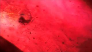 Lead Glass Filled Ruby under the Microscope [upl. by Paola68]