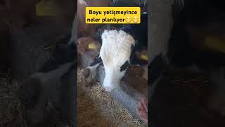 Boyu yetişmeyince neler planlıyor 😁😁 cow shortvideo keşfet farming köy animals keşfetteyiz 🐂🐄 [upl. by Dickenson]