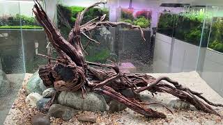 Easy and low maintenance planted aquarium 90P Nature Aquascape Stepbystep setup [upl. by Leinto]