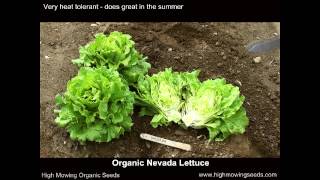 Organic Nevada Lettuce [upl. by Hoehne]