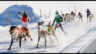 Crazy Reindeer Races in Rovaniemi in Lapland Finland 🦌 Poroajot Rovaniemi Porokilpailut Santa Claus [upl. by Mcgaw]