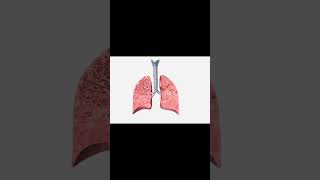 emphysema anatomy humananatomy biology education medical medicalcollege 3dtutorial shorts [upl. by Ecyoj112]