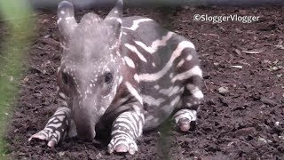 Baby Tapirs Nose Is Doing Overtime [upl. by Isidoro]