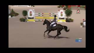 Coseno Blue ps  gelding 2015 by Conthargos x Chacco blue [upl. by Nanor]