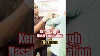 Kennel Cough Vaccination Live Demo in dogs [upl. by Dorren]