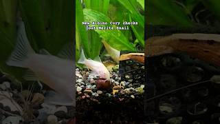 Our new Albino Cory checks out a Nerite snail 🐌 fish nature fishtank curiosity [upl. by Jenny689]