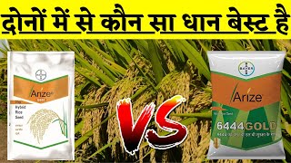 दोनों में से कौन सा धान बेस्ट है  arize 6444 gold dhan  arize 6444  arize 6444 paddy seeds [upl. by Nebra]