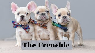 The French Bulldog  Fabulous Doggie [upl. by Kcirdehs]