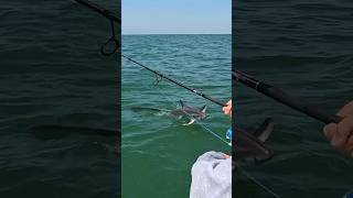 The Craziest Thresher Shark Ive Ever Seen 🦈 fishing shark 🎥IGshiestysnags [upl. by Clari]