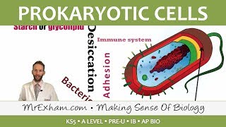 Prokaryotic Cells  Introduction and Structure  Post 16 Biology A Level PreU IB AP Bio [upl. by Twum]