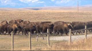 Blackfeet Buffalo Horseback Drive [upl. by Tullus796]