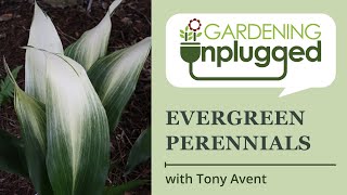 Gardening Unplugged Gardening with Evergreen Perennials w Tony [upl. by Adlen562]