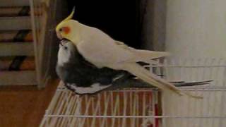 Cockatiel Mating or Playing [upl. by Kelila]