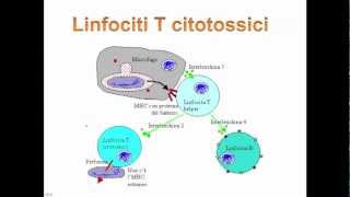 IL SISTEMA IMMUNITARIO pt2 [upl. by Nyrac]