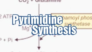 Pyrimidine Synthesis Denovo synthesis of Pyrimidine Pyrimidine Biosynthesis Pyrimidine Metabolism [upl. by Laraine839]