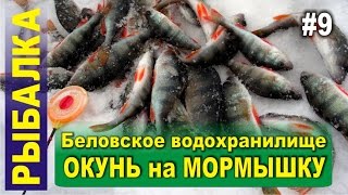 Ловля окуня зимой на мормышку Зимняя рыбалка в Сибири Беловское водохранилище Поморцево [upl. by Orthman]