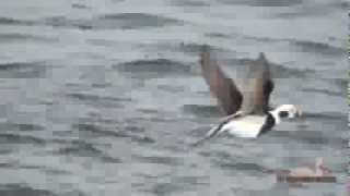 Old Squaw Long Tailed Duck [upl. by Stronski982]