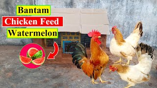 Bantam Chicken Feed  Chicken FoodWatermelon  Organic Chicken Feed  Birds and Animals Planet [upl. by Wulf]