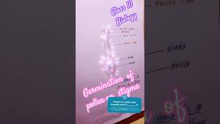 Germination of pollen grain on stigma  biology class10 diagram sslc youtubeshorts shorts yt [upl. by Raphael]