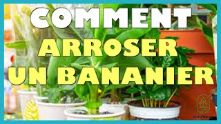 Comment entretenir un bananier [upl. by Celinka]