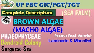 BROWN ALGAE PHAEOPHYCEAE MOST EXPECTED MCQS [upl. by Goldman]