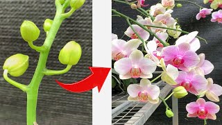 With this tip the flowers will bloom continuously without stopping [upl. by Airdna]