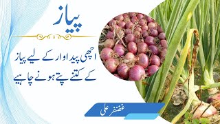 پیاز کے پتے اور پیداوار onion onion farming agriculture کھاد fertilizer ڈینو DAP [upl. by Kilmarx159]