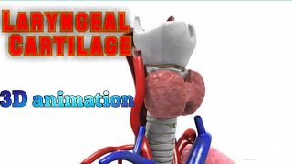 Larynx cartilage3D animation anatomy ENT [upl. by Scrogan]