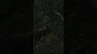 A traditional bowhunting experience [upl. by Nazarius]