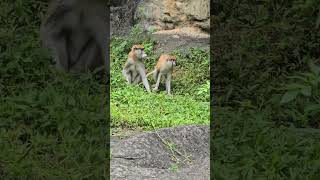 紅猴Patas MonkeyTaipei Zoo [upl. by Inod595]