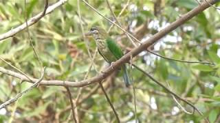 White Cheeked Barbet Call [upl. by Cita]