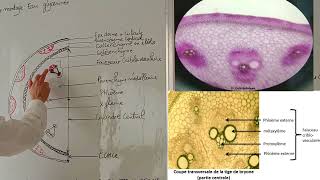 Étude des tissus primaire cas de  CT  Bryonia et Cynodon  Gazon  TP Biologie Végétale [upl. by Etnahsal]