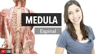 Sistema Nervoso 36 Medula Espinal  Anatomia e etc [upl. by Niletac]