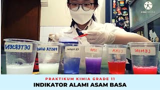 Uji Asam Basa Menggunakan Indikator Alami  Praktikum Kimia Kelas 11 MIPA [upl. by Rebba]