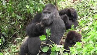 Grauers gorilla  silverback and baby together [upl. by Euqinad]