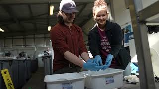 UWindsor  Critical Research on the Lake Sturgeon [upl. by Idac]