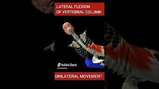 Vertebral column movement anatomy [upl. by Gertrud712]