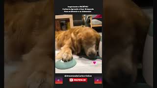 Importante e INCRÍVEL Cachorro Aprende a Usar Brinquedo Para se Divertir e se Alimentar 🐶 [upl. by Enailuj831]