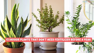 13 Plants That Grow Indoors Without Fertilizer [upl. by Maitland]